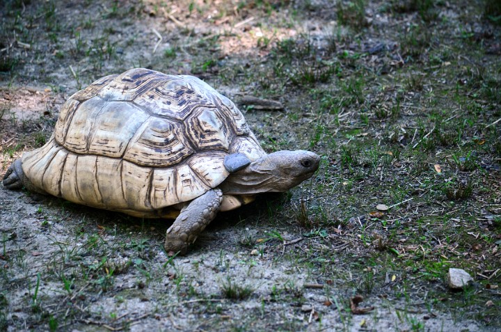 Spur-Thigh Tortoise Looking Spur-Thigh Tortoise Looking