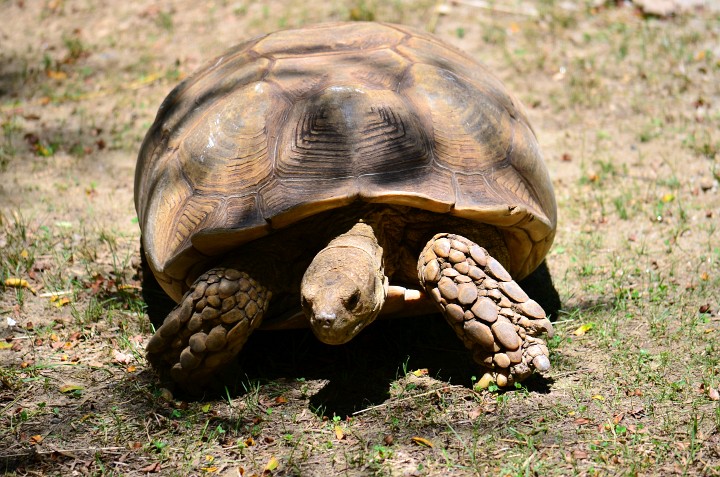 Tortoise With Rock-Like Scales Tortoise With Rock-Like Scales