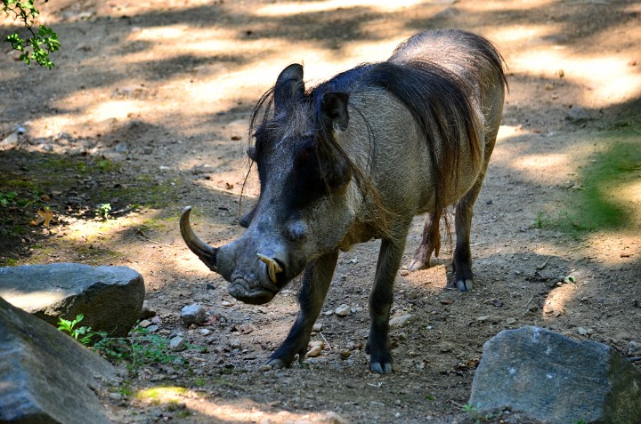 Tusks Protruding Tusks Protruding