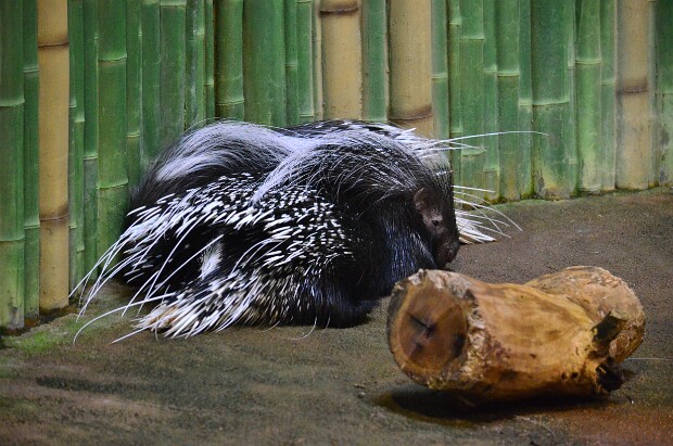 African Crested Porcupine