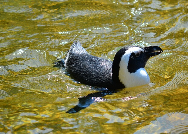 African Penguin