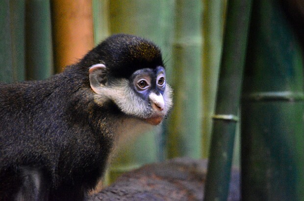 Chimpanzee Forest Building