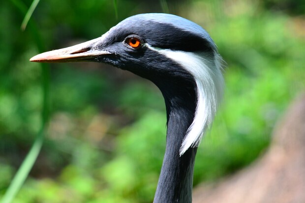 Demoiselle Crane