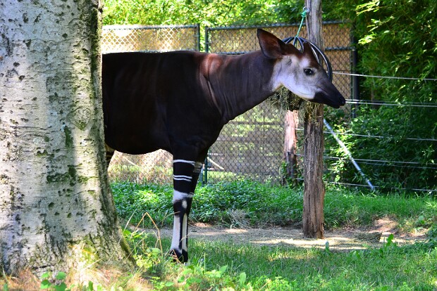 Okapi