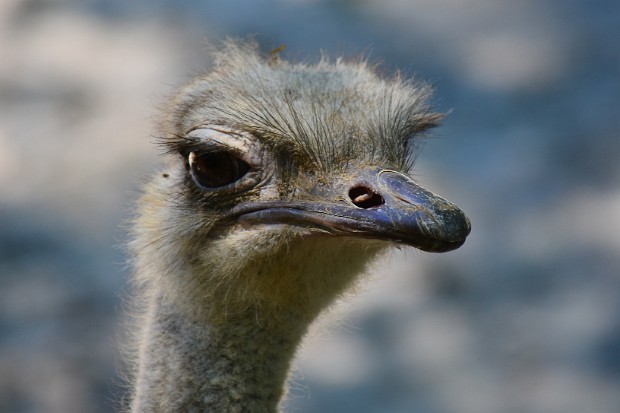 Ostrich