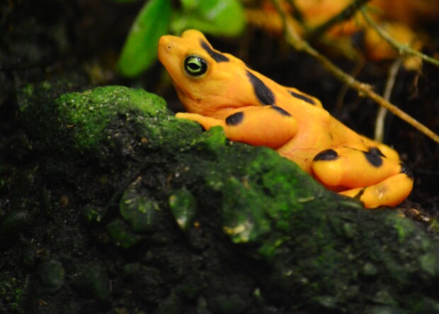 Panamanian Golden Frog