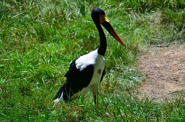 Saddle-billed Stork