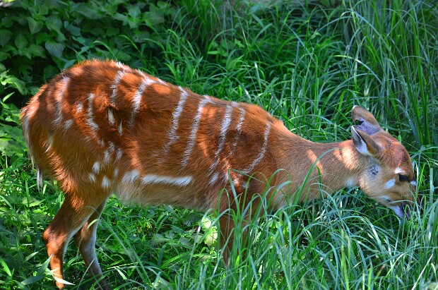 Sitatunga