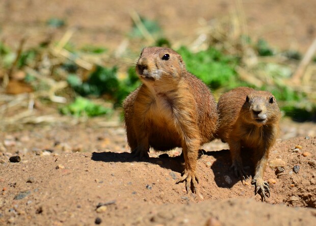 Black-Tailed Prairie Dogs