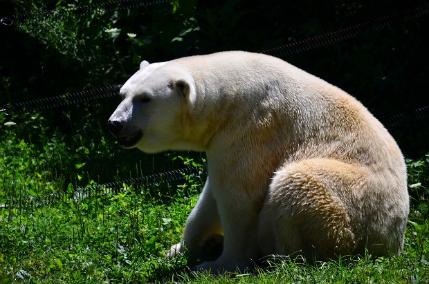 Polar Bear Watch