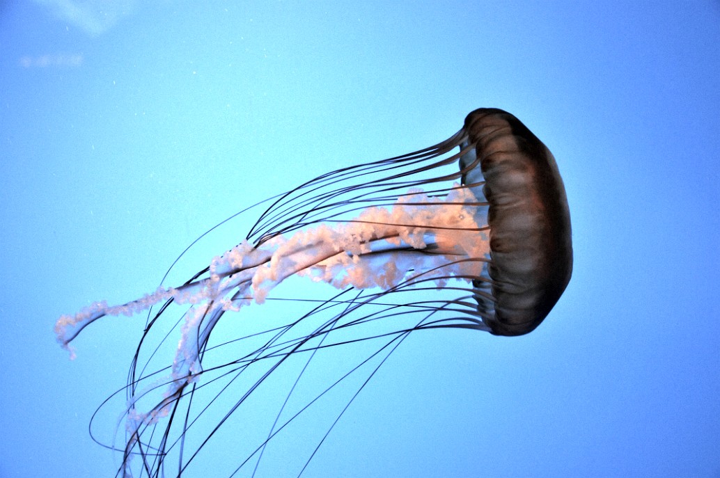 National Aquarium