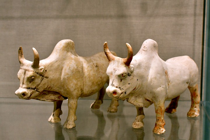 Pair of Southern Yellow Cattle (Zebu) Made During the Tang Dynasty