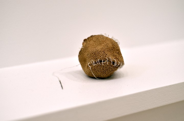 Dried Fruit From Untitled By Zoe Leonard Dried Fruit From Untitled By Zoe Leonard