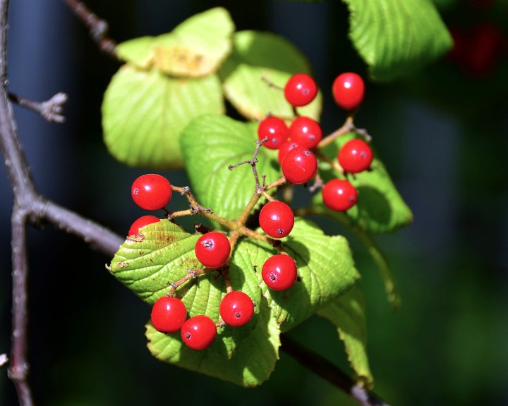 Red Berries Over Leaves