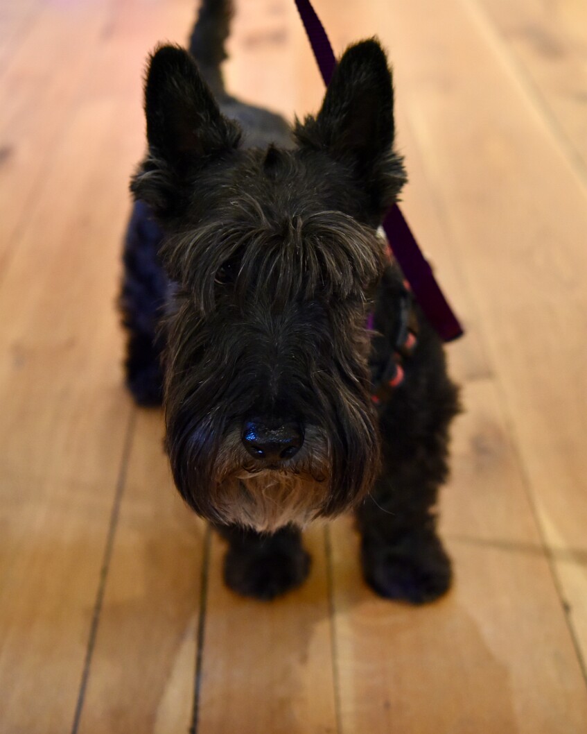 Shiny Little Nose