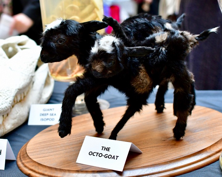 The Octo-Goat on Display