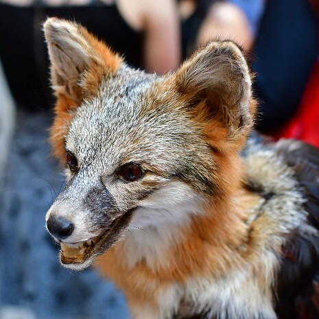 Kyndal Christofferson