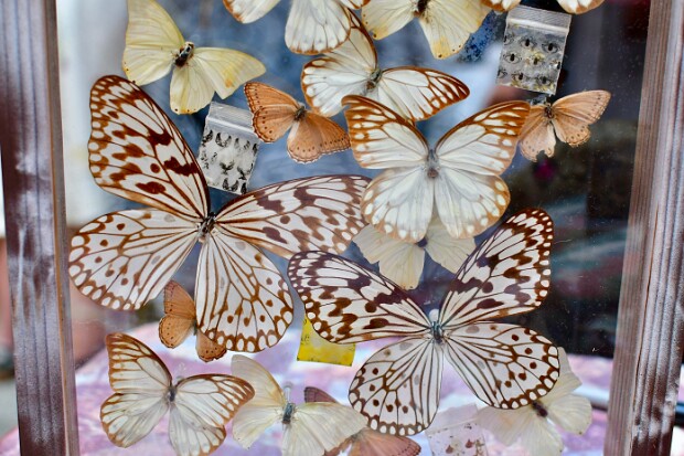 Miles Engel-Hawbecker