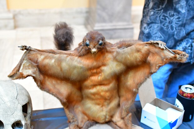 Natural History Society of Maryland