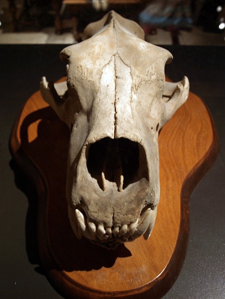 Polar Bear Skull Polar Bear Skull