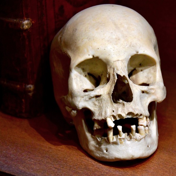 A Real Human Skull