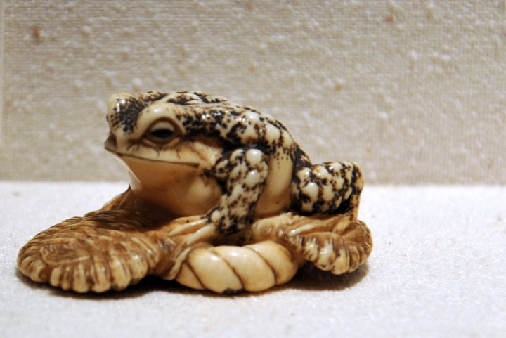 Toad Sitting on a Sandal Toad Sitting on a Sandal
