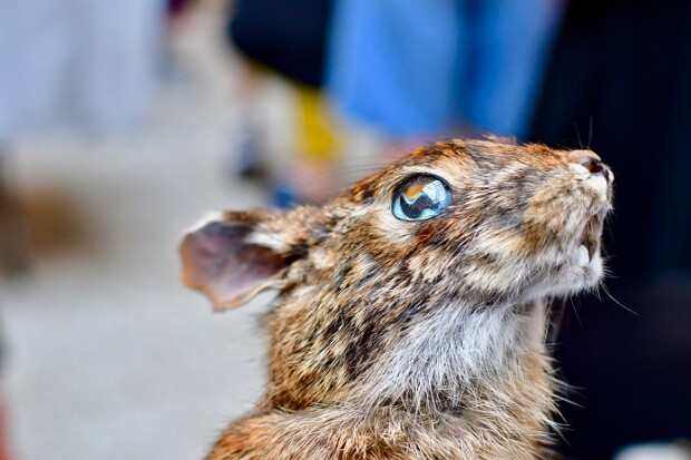 Baltimore Taxidermy Open