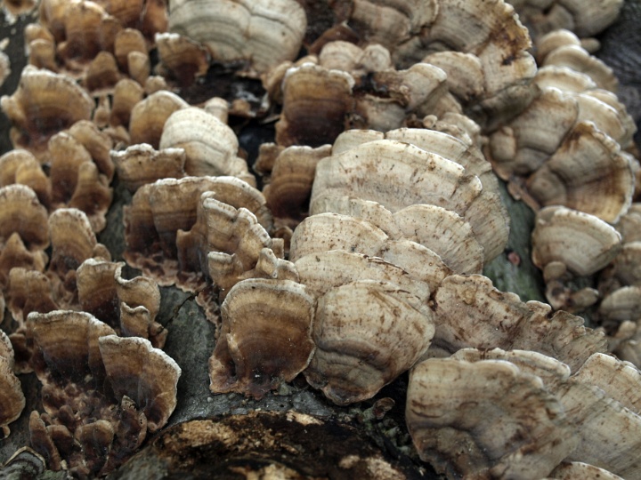 Lichen Like Clam Shells Lichen Like Clam Shells