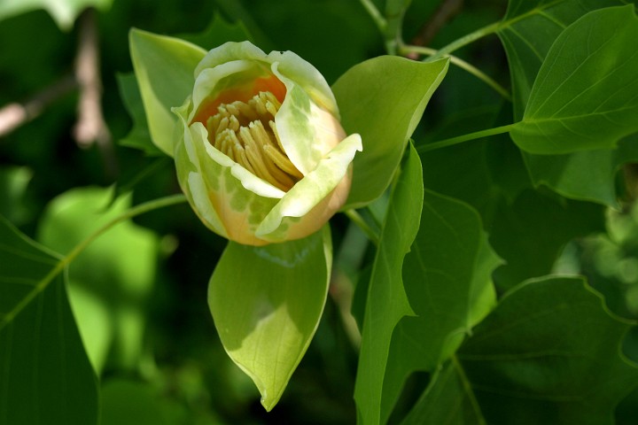 Inside of a Tulip Poplar Tulip Inside of a Tulip Poplar Tulip