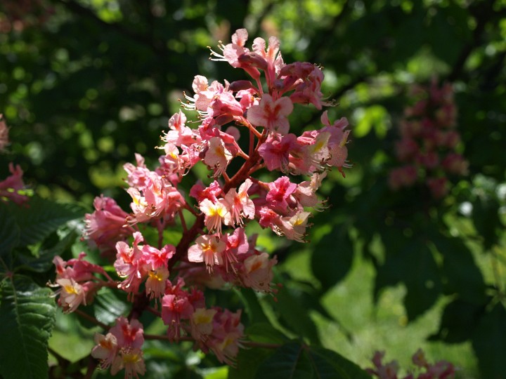 Pink Blooms on the Red Horse Chestnut Tree Pink Blooms on the Red Horse Chestnut Tree