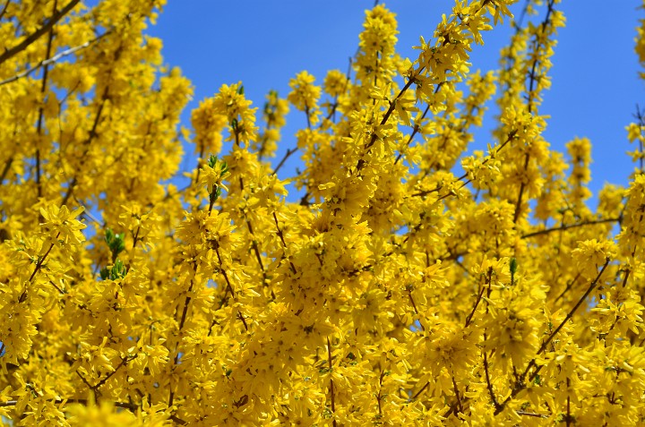 Yellow Petals Everywhere Yellow Petals Everywhere