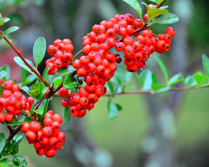 Berry Clusters