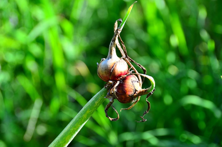 Bulb Sprouts Bulb Sprouts