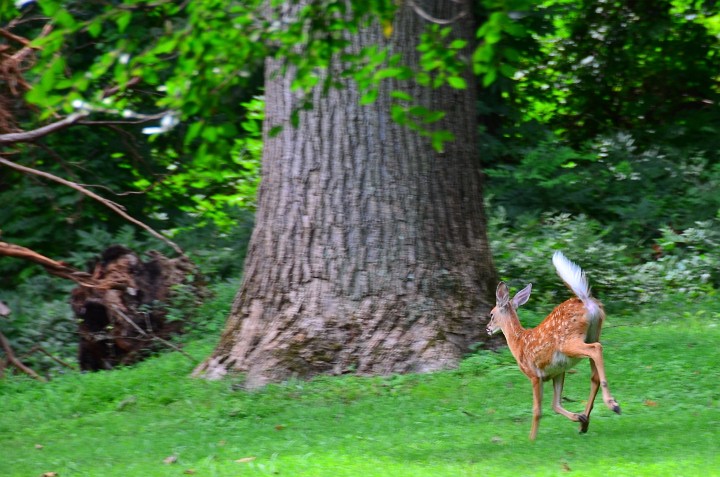 Dashing Deer