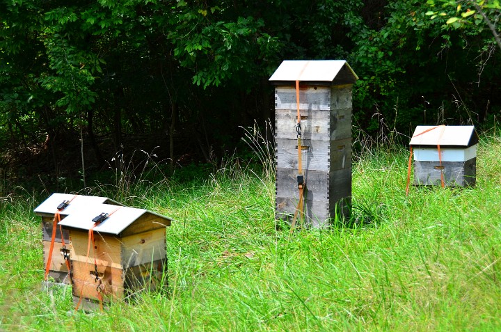 Hives in the Grass