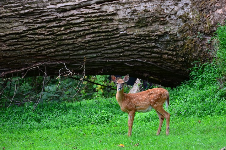 Watchful Eyes