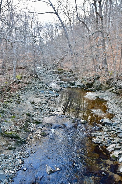 Bare Trees Along the Banks