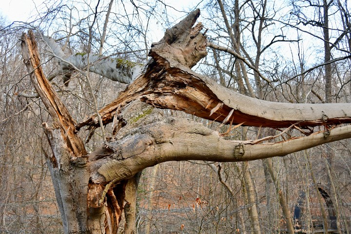 Smiling Wood Maw