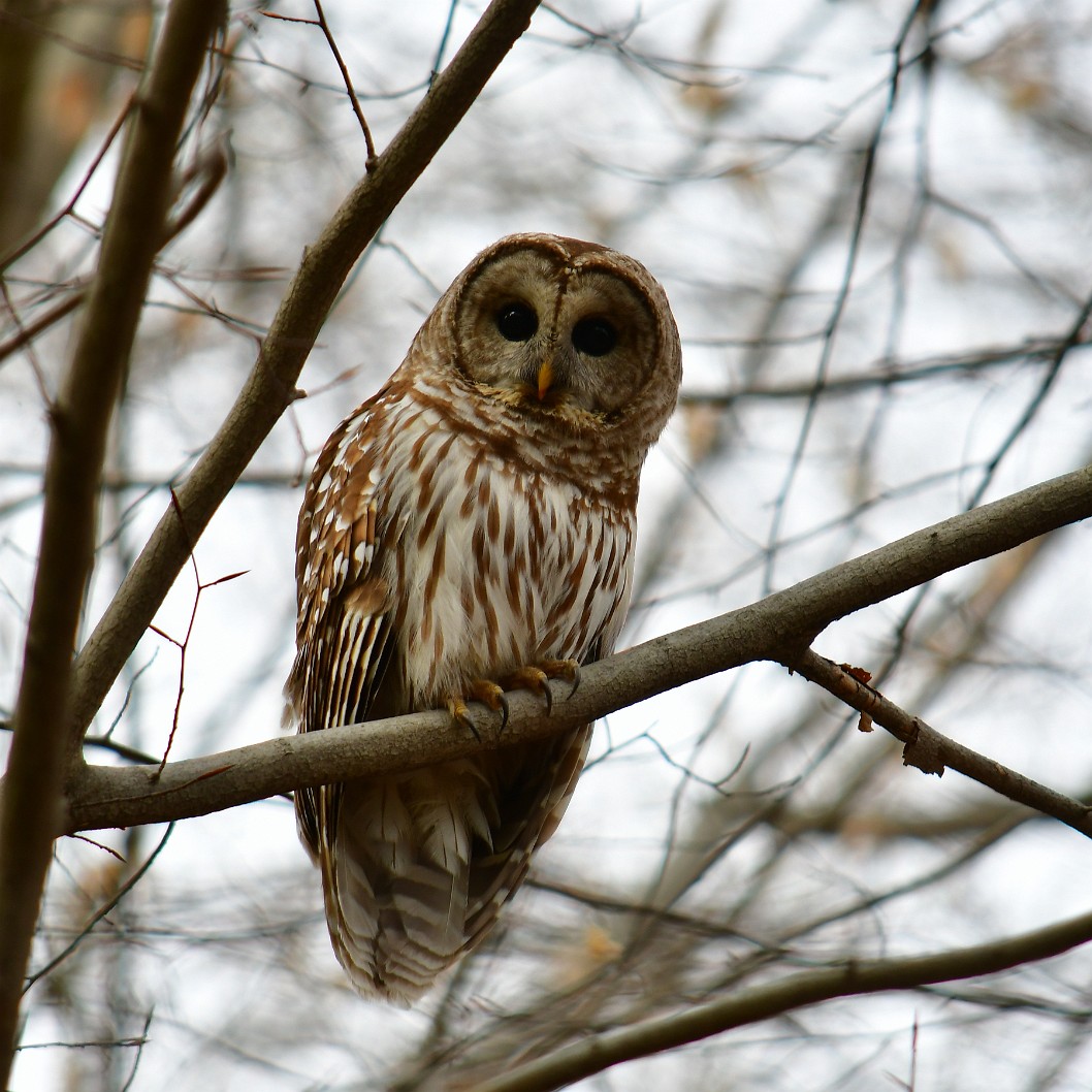 Talons and Eyes