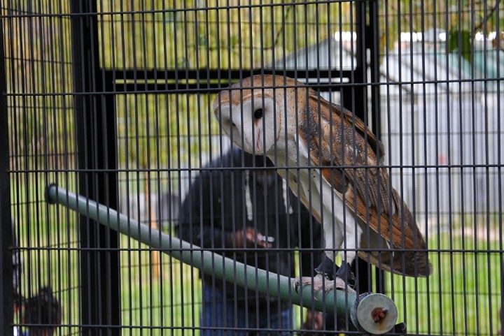 Barn Owl Outside Barn Owl Outside