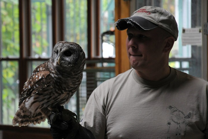 Barred Owl Looking Away Barred Owl Looking Away