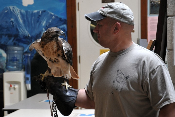 Eye to Eye With a Red Tailed Hawk Eye to Eye With a Red Tailed Hawk