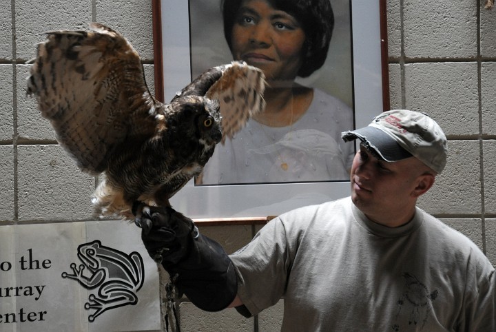 Great Horned Owl With His Wings Up Great Horned Owl With His Wings Up