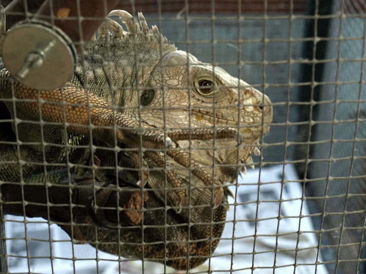 Iguana Stare Iguana Stare