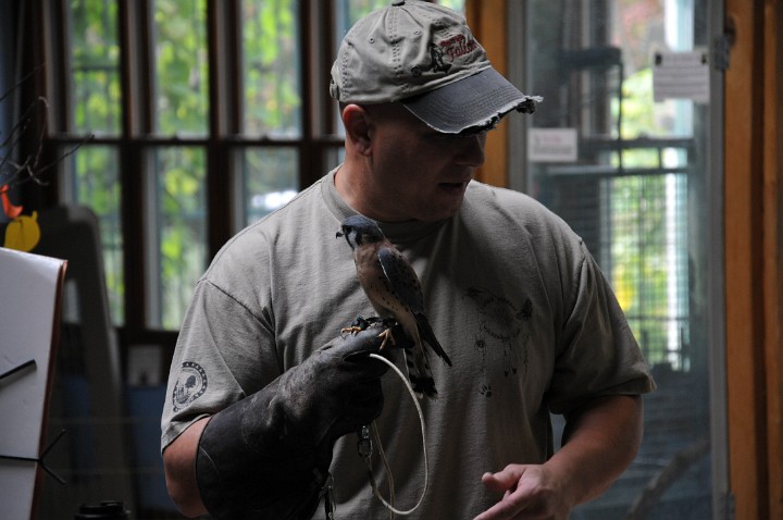 Very Tiny Bird of Prey Very Tiny Bird of Prey