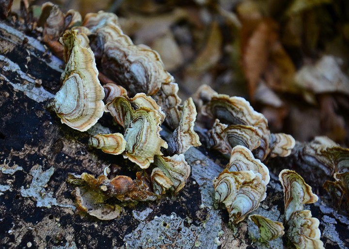 Sand Colored Fungus Sand Colored Fungus