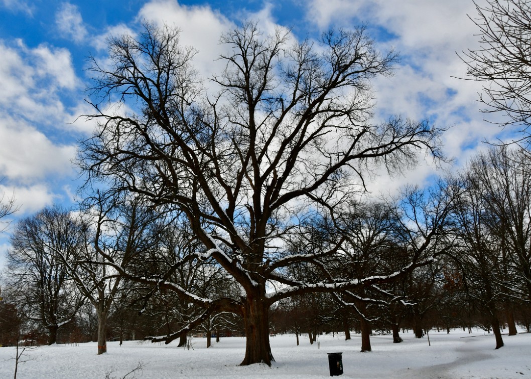 Branches Layered in White