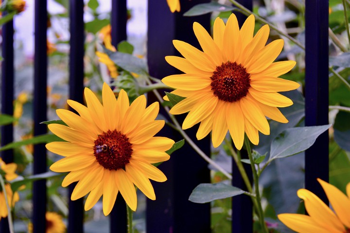 Bee Visiting a Sunflower