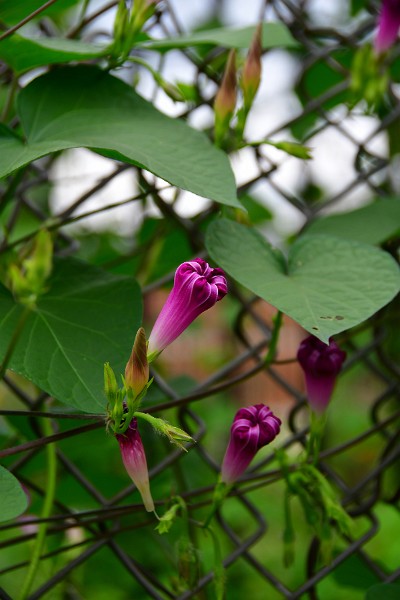 Color on the Fence