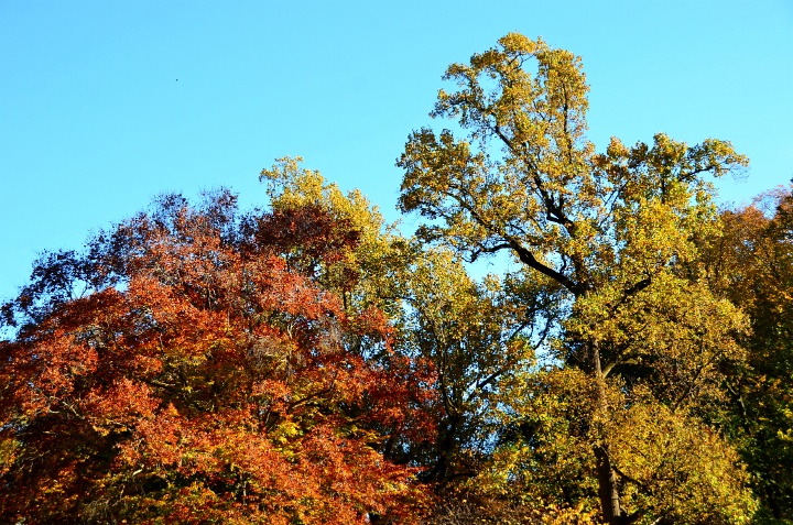 Foliage Against the Blue Foliage Against the Blue